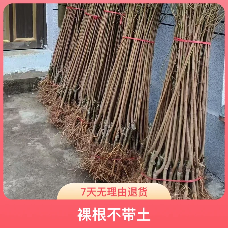 贵州六马蜂糖李苗