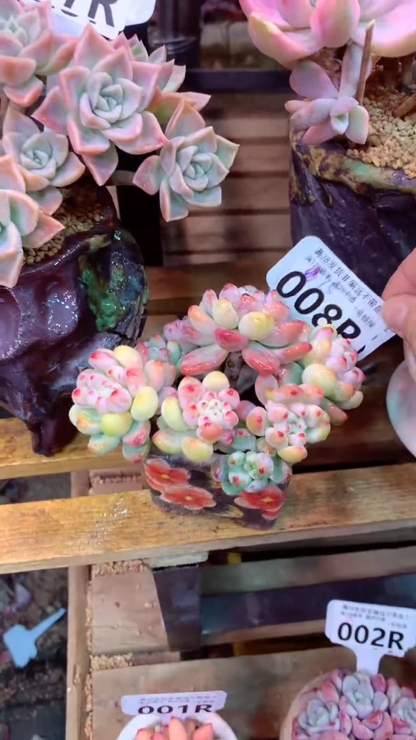 008R 罗琦 (一物一拍实付满28发货，默认不带盆土）