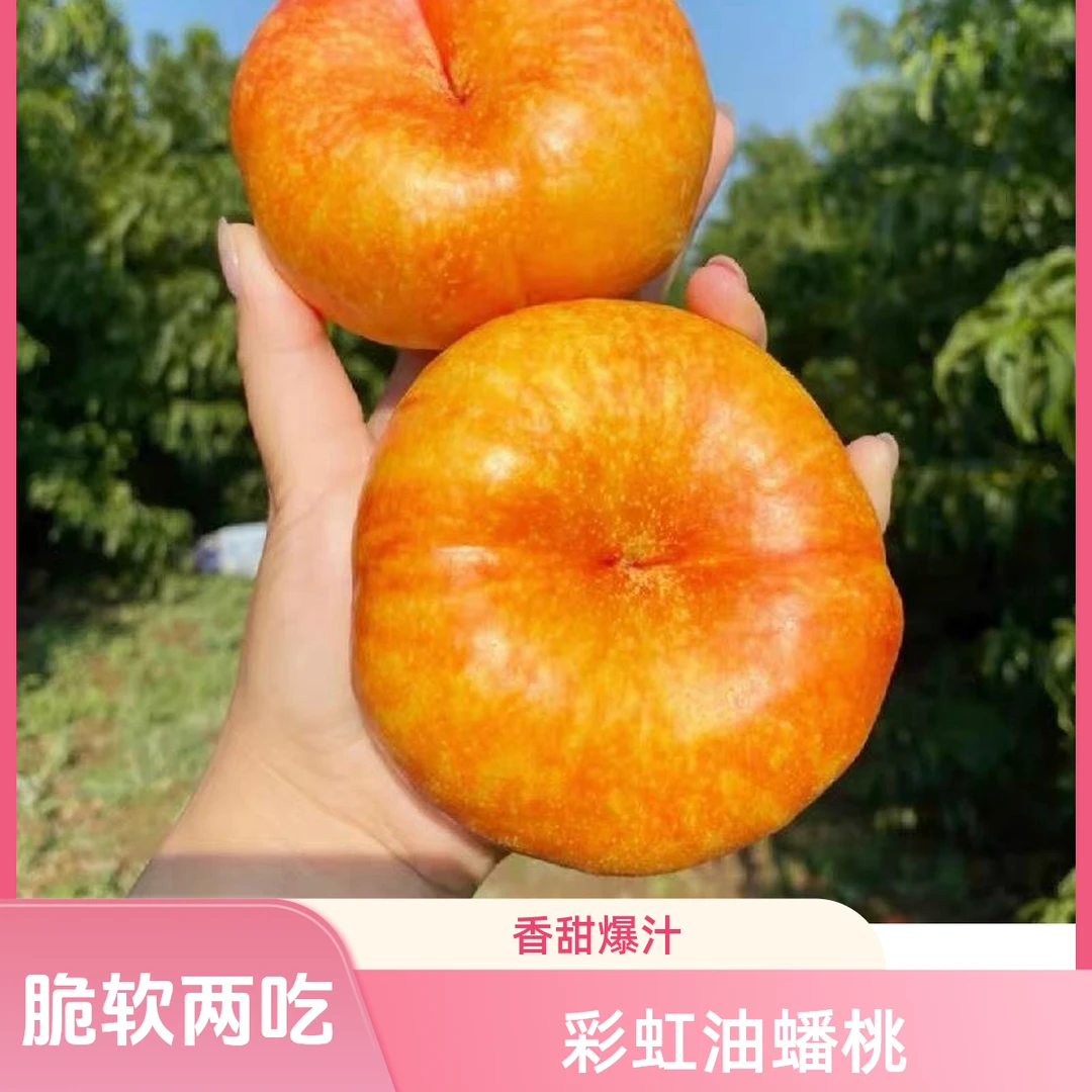 【顺丰】彩虹油蟠桃芒芒桃新鲜采摘香甜多汁当季水果