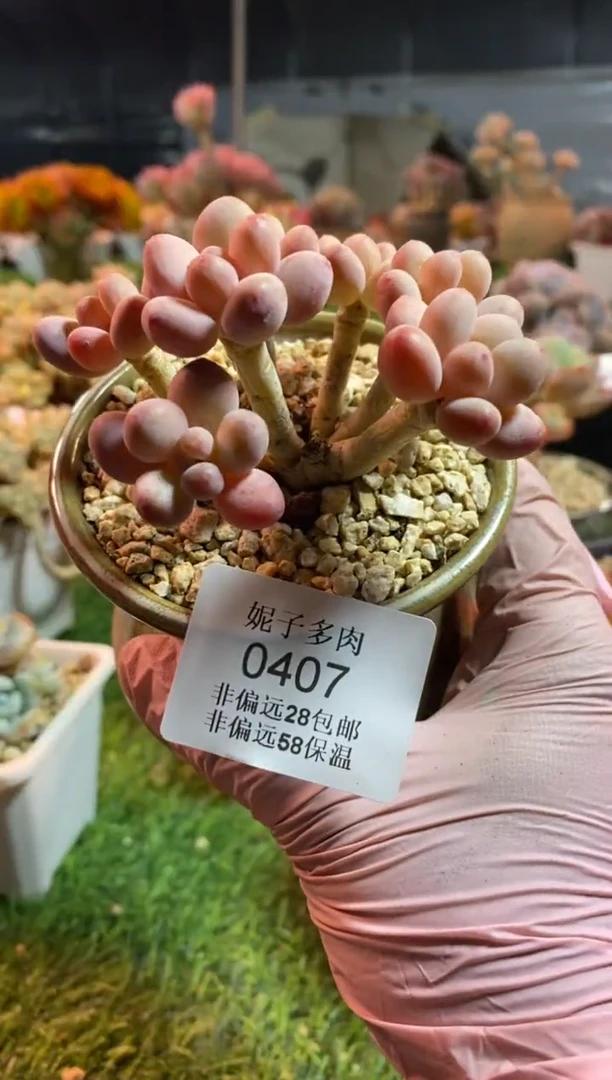 【闪购商品】0407a