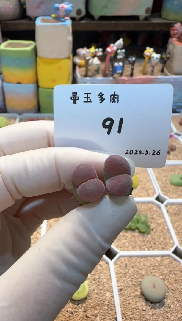 25.5.26-91多肉多肉