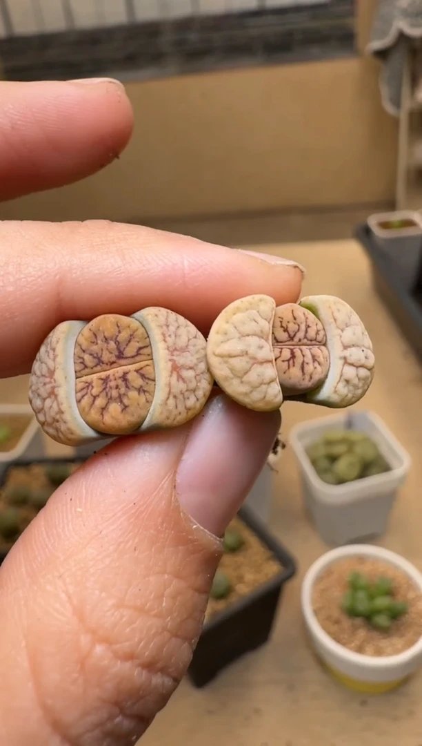 【闪购商品】21-366