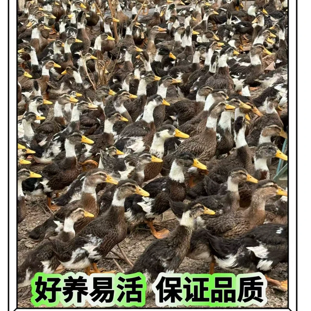 【云南表哥高原散养土鸭】宠物鸭顺丰包邮
