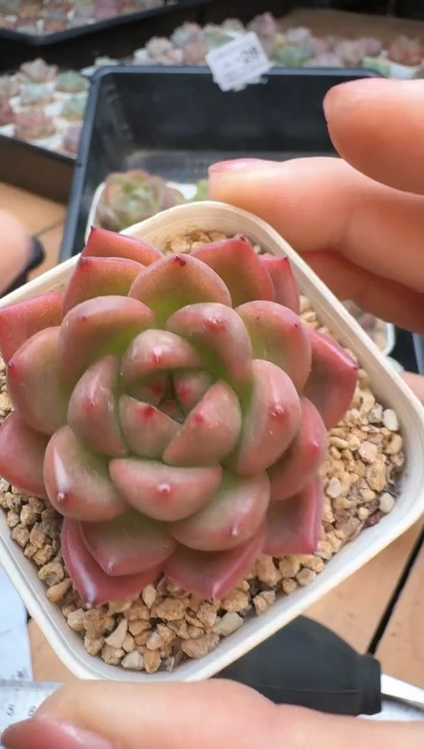 筐28珍妮杂交多肉 花卉植物010