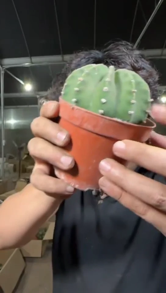 大号 短毛丸【带根】