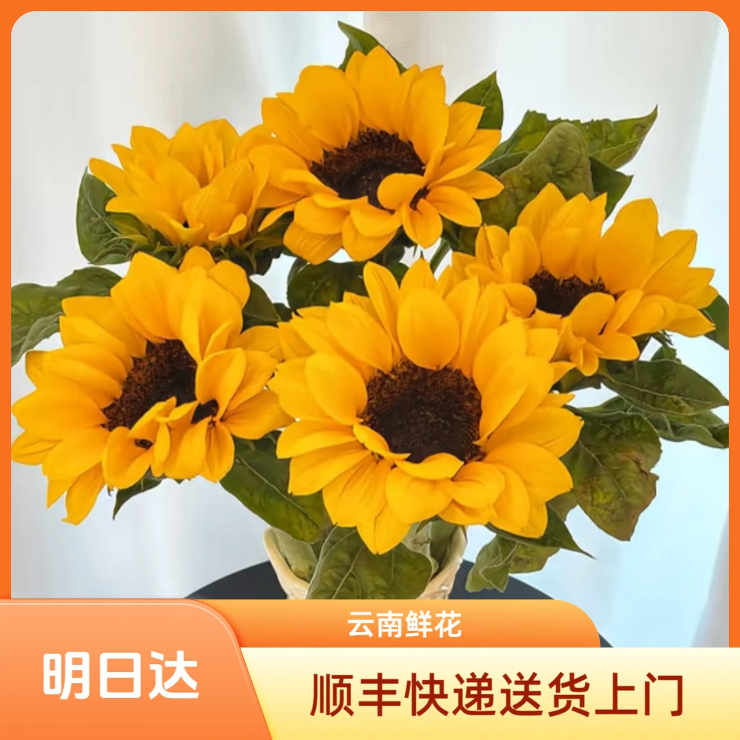 【明日达】向日葵 生活鲜花家养花材明日达今天下单明天就到两单顺丰包邮基地直发现采现发顺丰送货上门