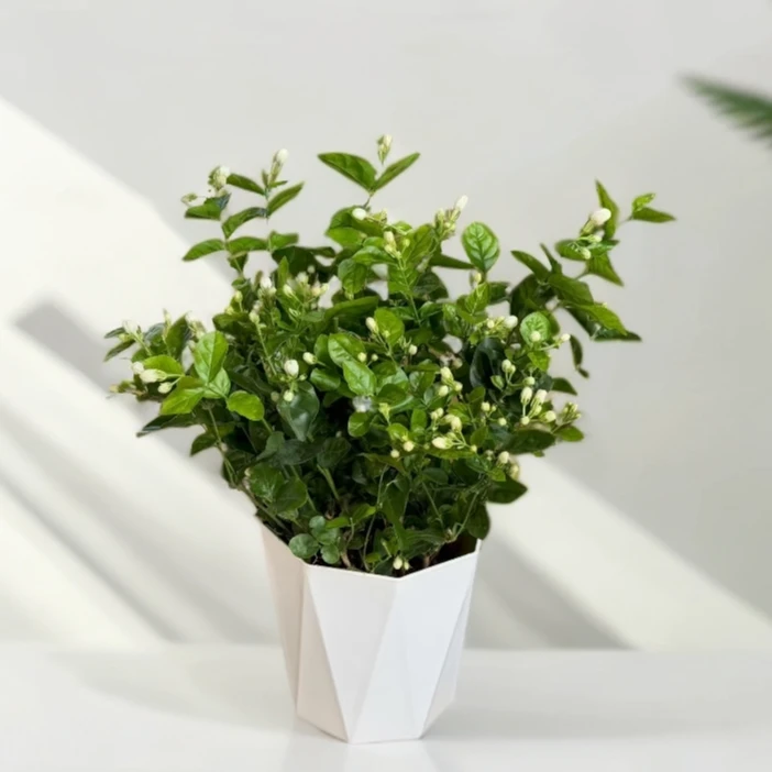 横州重瓣香水茉莉花盆栽地栽阳台庭院绿植花卉开花香