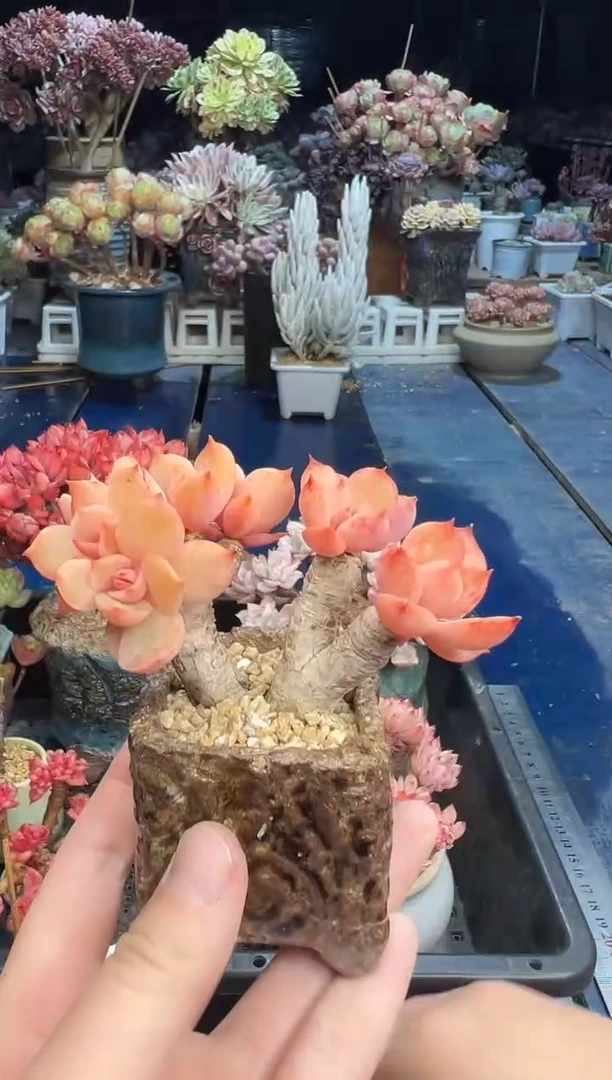 【闪购商品】544不带盆