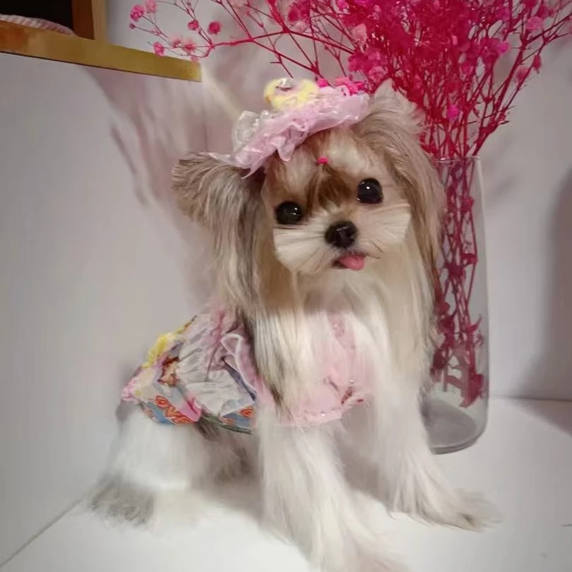 约克夏伴侣犬女朋友礼物聪明温顺乖小狗甜美小型犬618核桃家