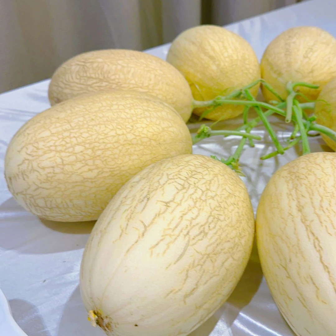 新疆库车甬库团结瓜（甬甜5号）甜瓜，现摘现发