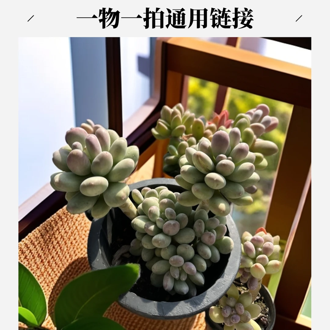 2号卿果园艺一物一拍直播链接多规格 实物以直播间为准