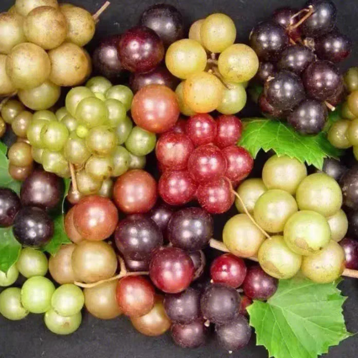 圆叶葡萄 微红莓 红宝石 格威尔 菜鸟 南方之家 霍尔  丰产果