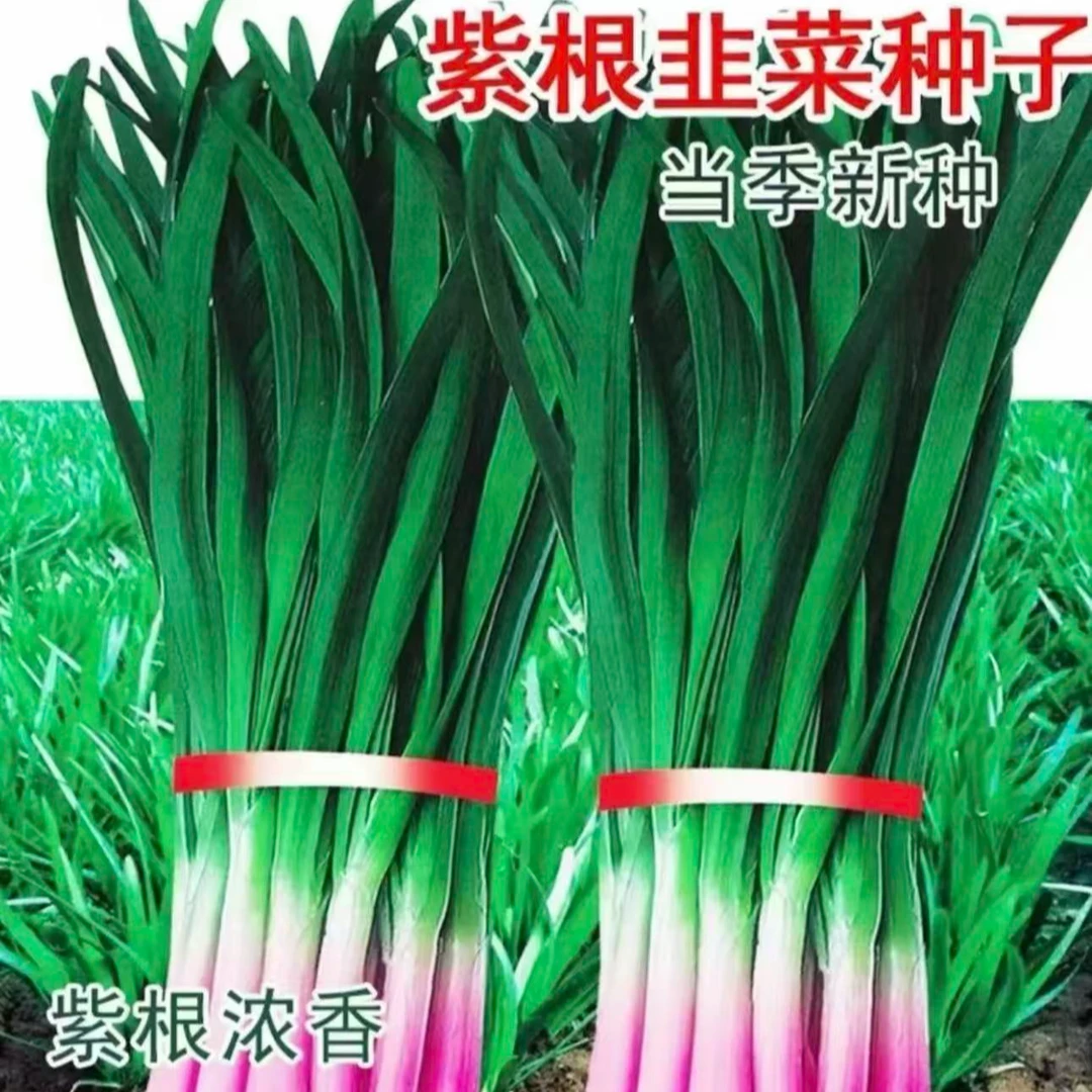 【紫根韭菜种子】泡沫箱小院易成活多茬采收四季种植