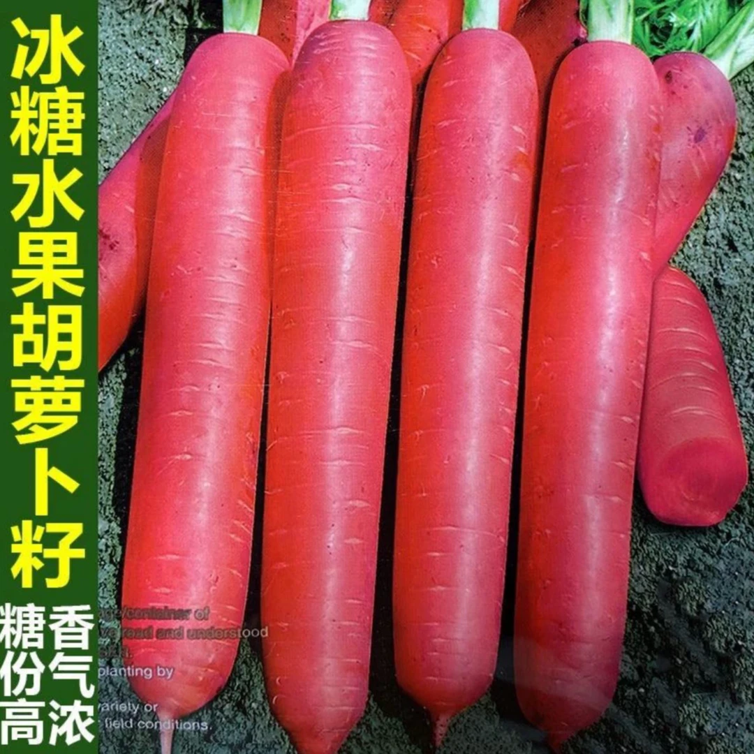 【糖心水果胡萝卜种子】四季波玫瑰红红萝卜种籽甜脆红胡萝卜种子G