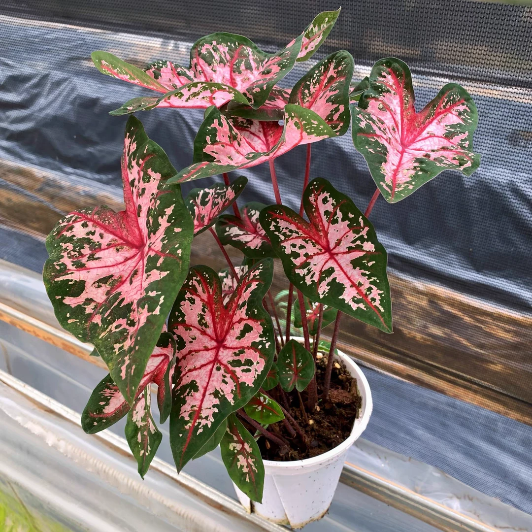 彩叶芋【卡洛琳】小型网红室内盆栽净化空气好养观叶植物