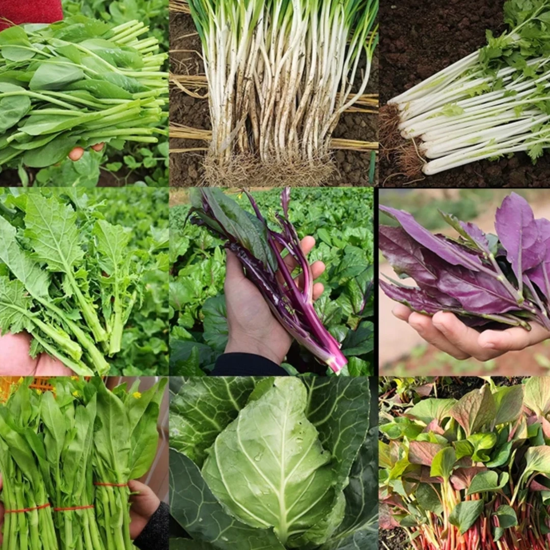 湖南常德  本地农家自种蔬菜组合包  顺丰包邮现摘现发