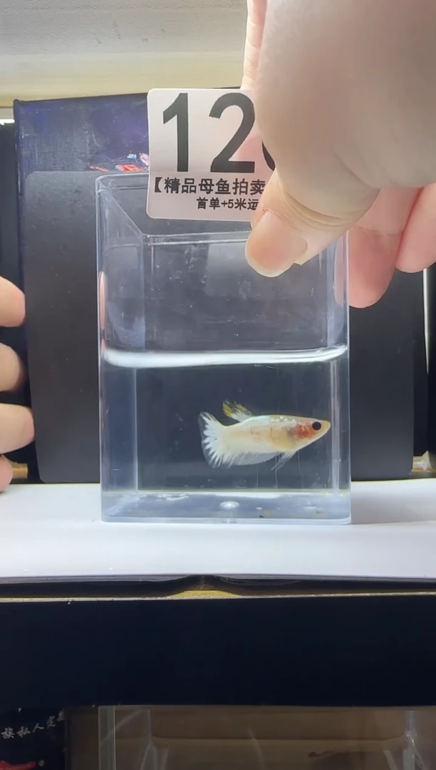 斗鱼母鱼编号：120