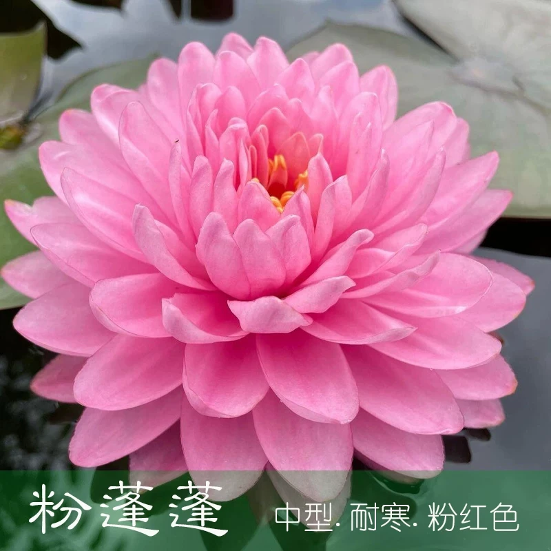 【粉蓬蓬】睡莲根块带花苞带芽水生植物花卉适合庭院别墅水池种植