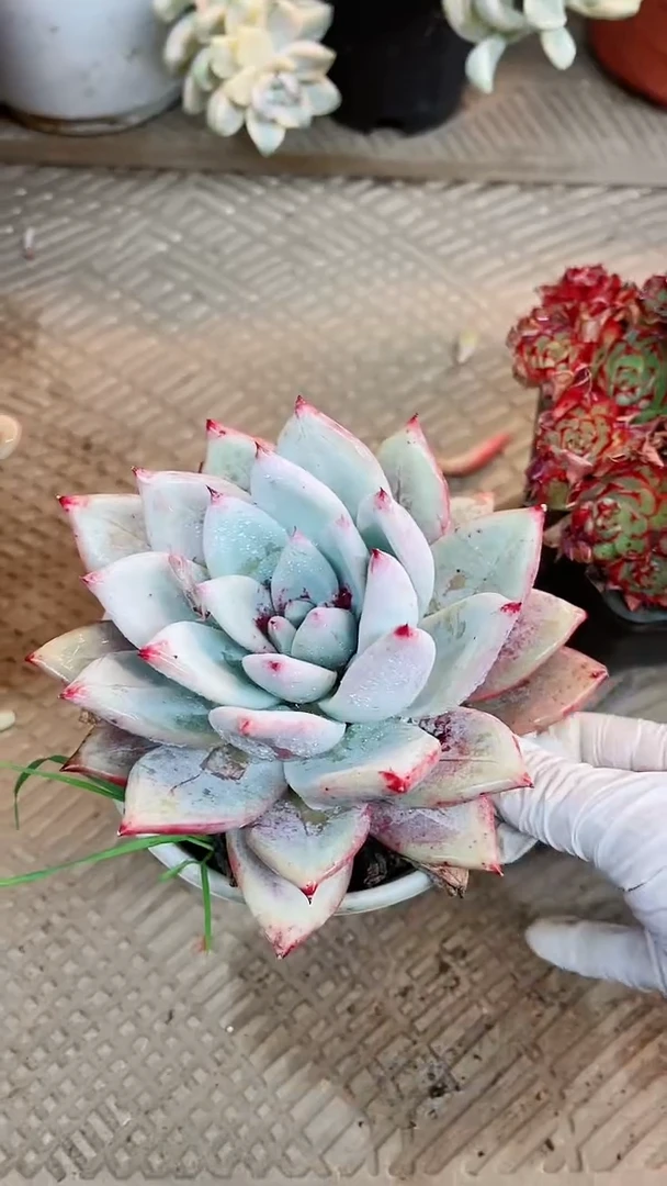 【闪购商品】15026