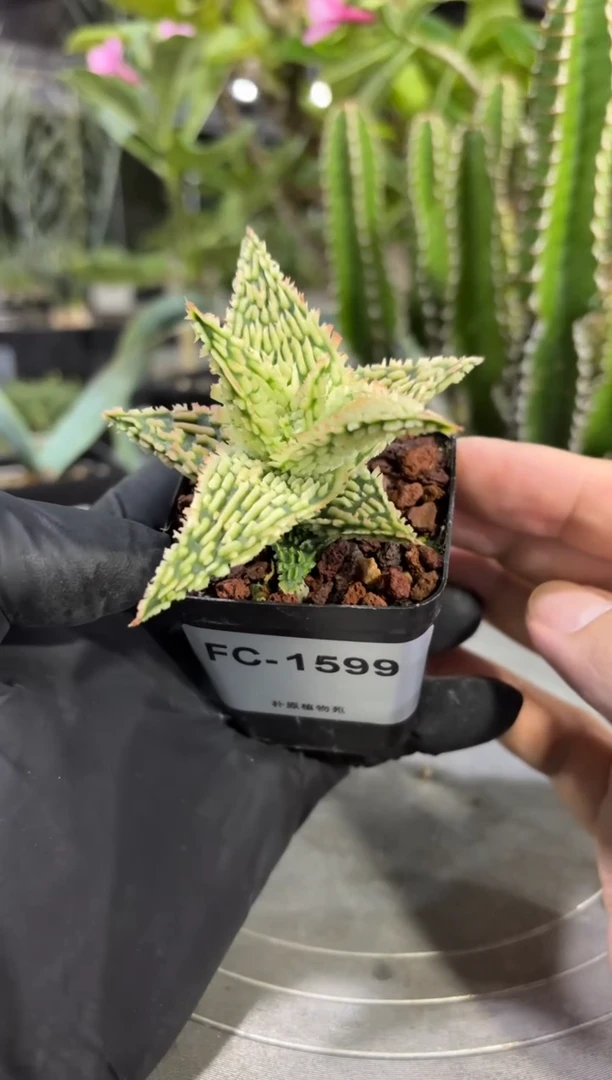 园艺芦荟FC-1599