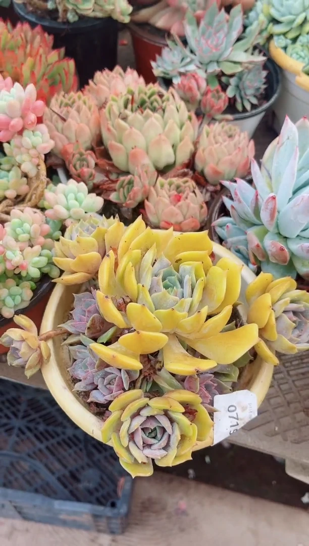 苿*07152多肉植物一物一拍