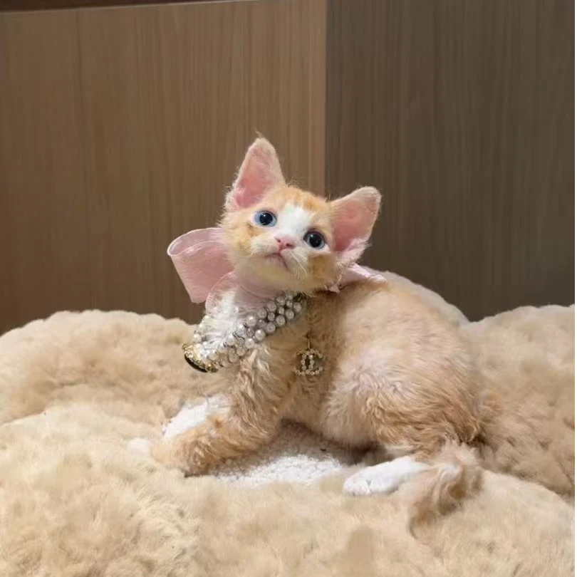 彩虹家德文卷毛猫 精品乳白弟弟8800