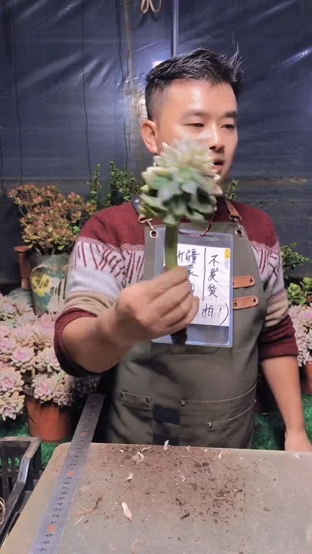 189淡雪缀化一物一拍