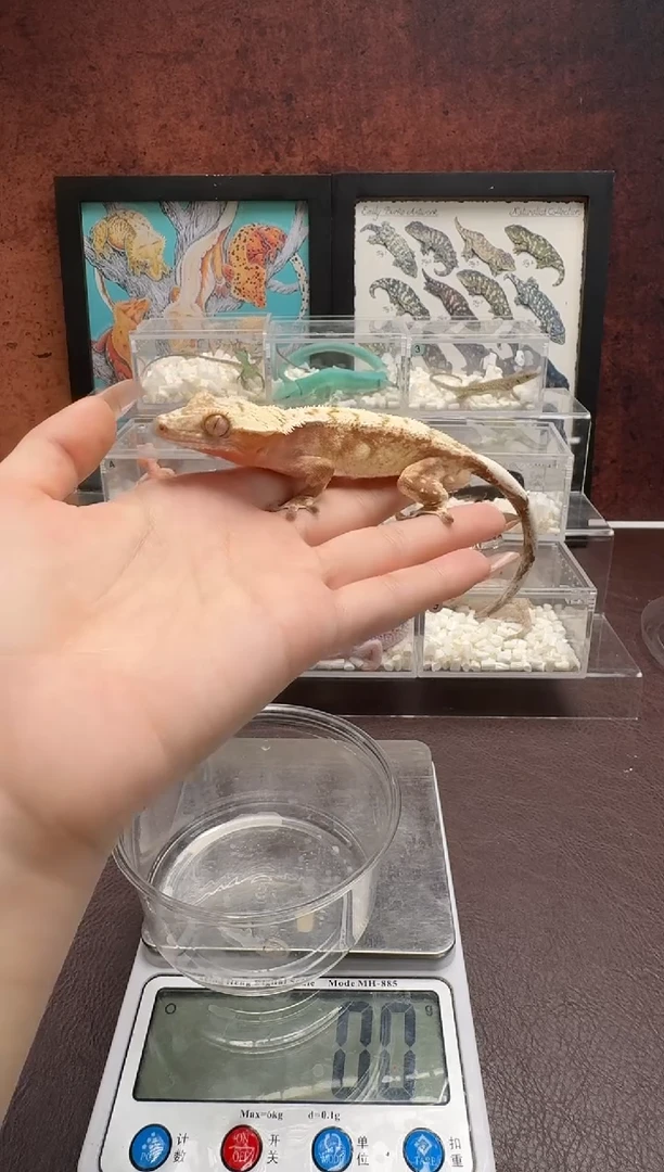 肥尾守宫鳞与尾 Scale Tail 爬宠