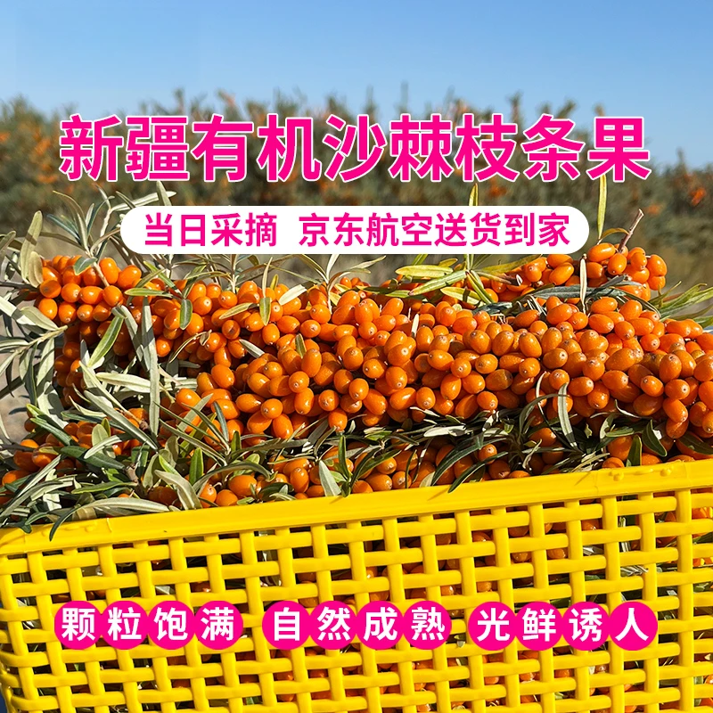 新疆有机沙棘大果带枝带叶产地现采现发3斤/框京东航空送货到家