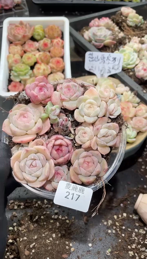 217苍山雪     量拍