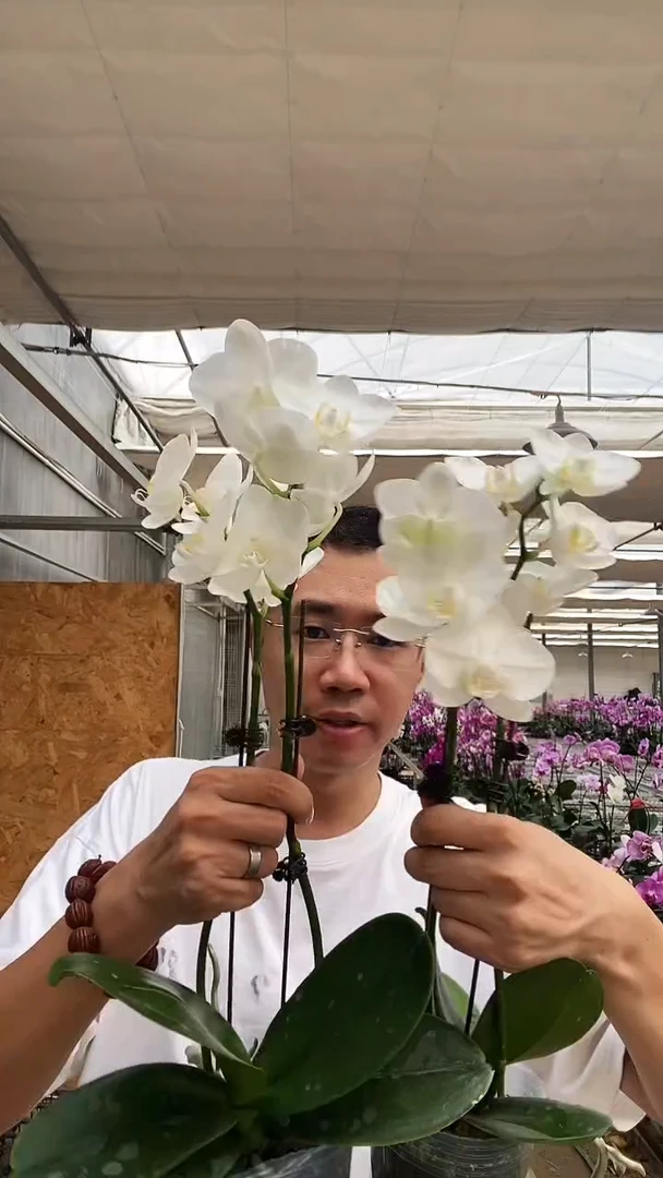 大部分开放少量花苞叶片瑕疵阿玛2棵