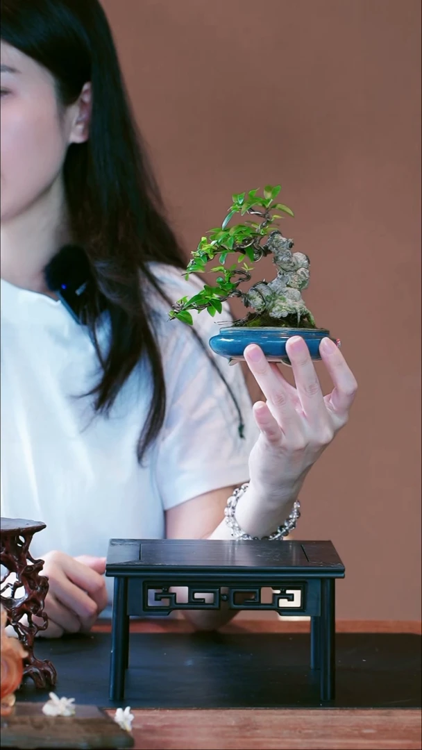 全部花朵水茉莉盆景盆景盆景