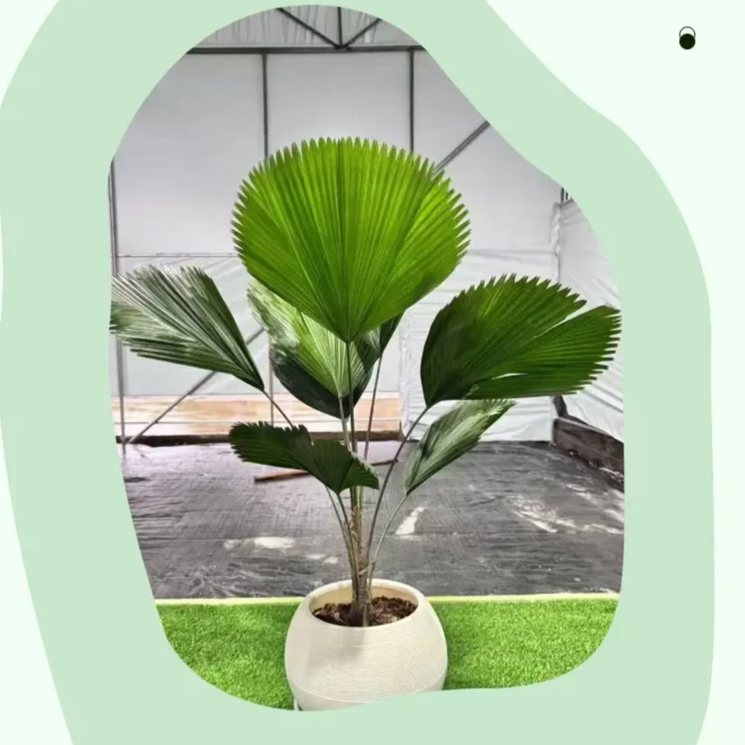 无品牌大型绿植一物一拍   所见即所得