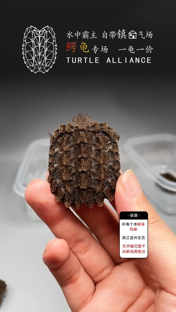 不分公母宠物龟3-3严全