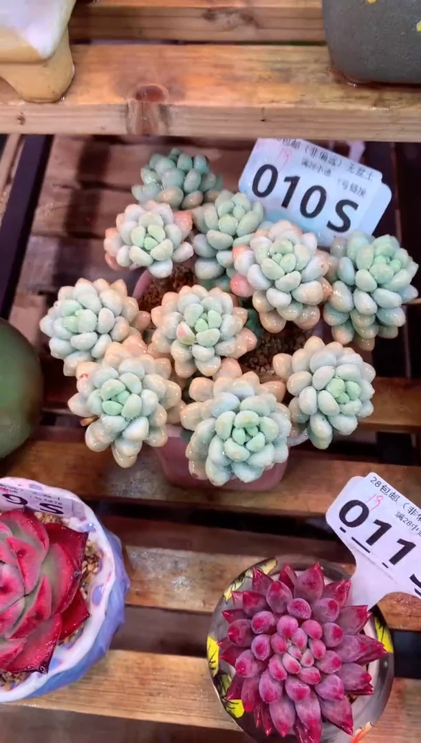 010S（一物一拍，精品多肉，所见即所得 ）