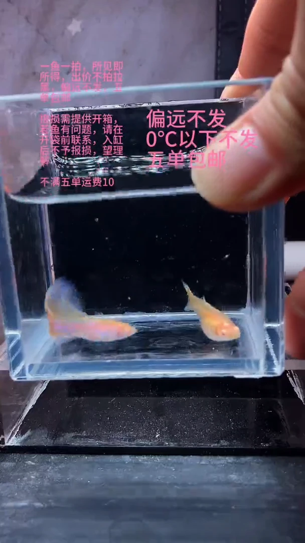 孔雀鱼孔雀鱼 15