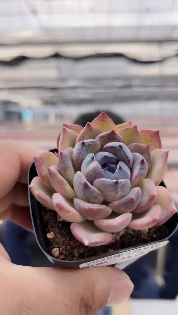 【闪购商品】新款多肉-43