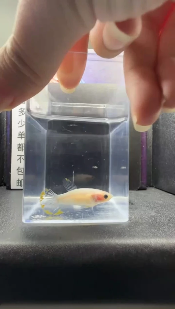 斗鱼母鱼编号：615