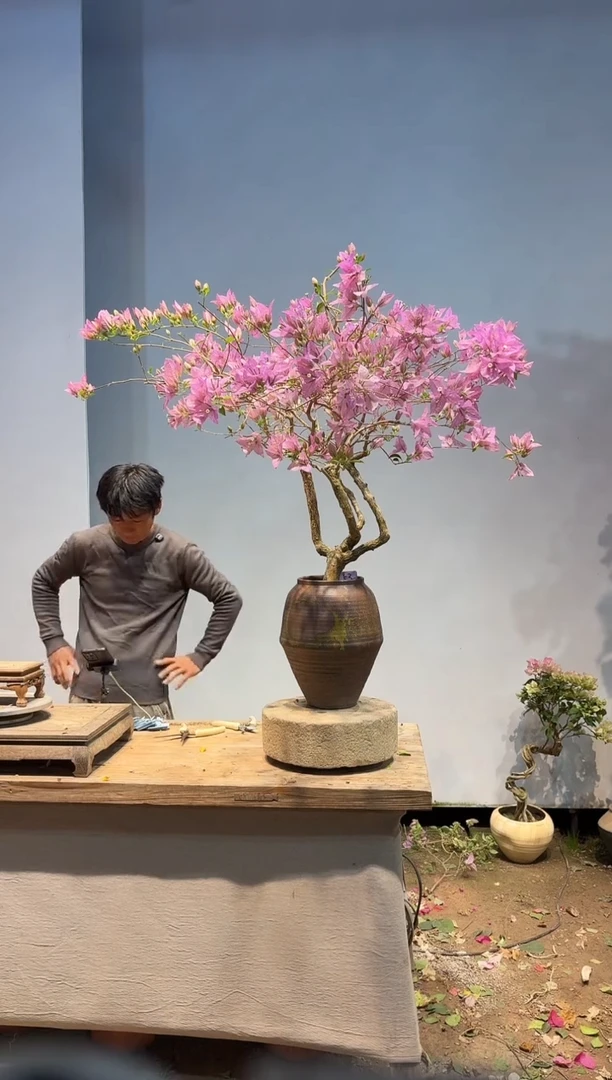 以实际为准李*喵三角梅53