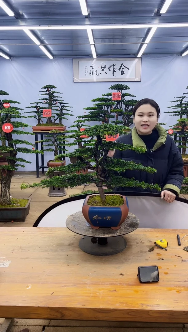 【闪购商品】高端盆景一物一拍，所见即所得