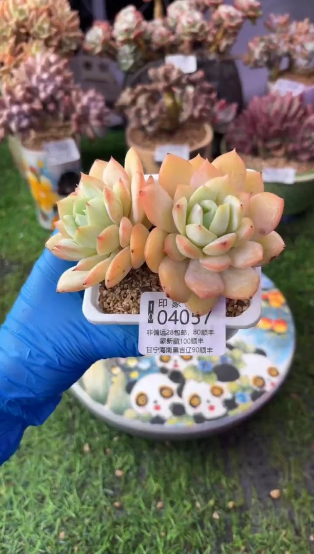 昆明印象多肉04057