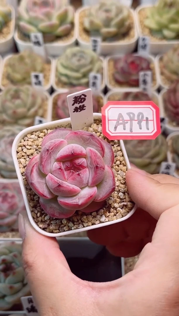 A991粉妆一物一拍