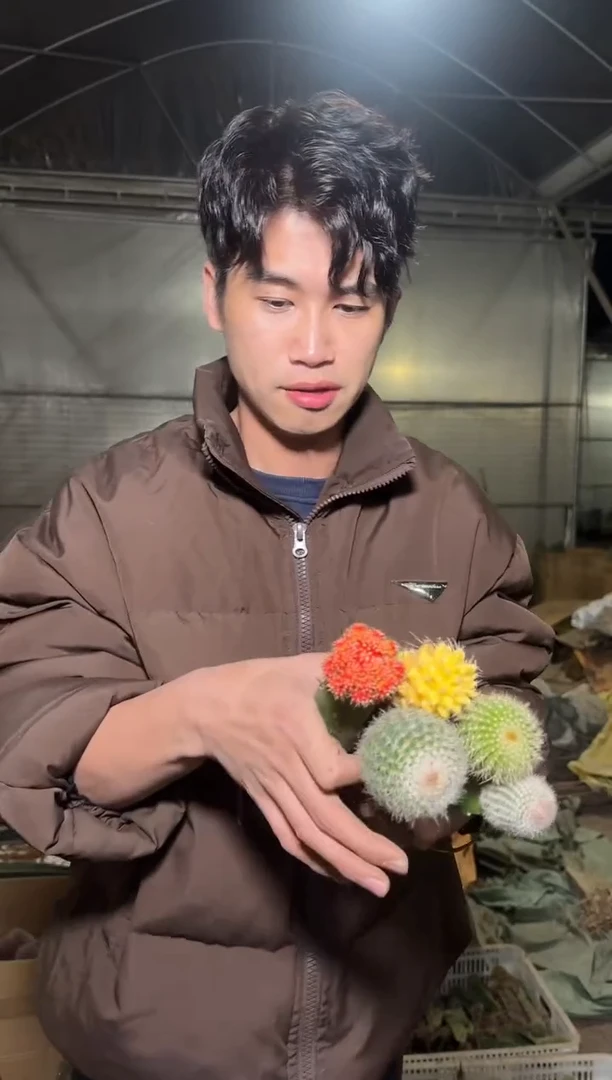 5色球 组合【嫁接】