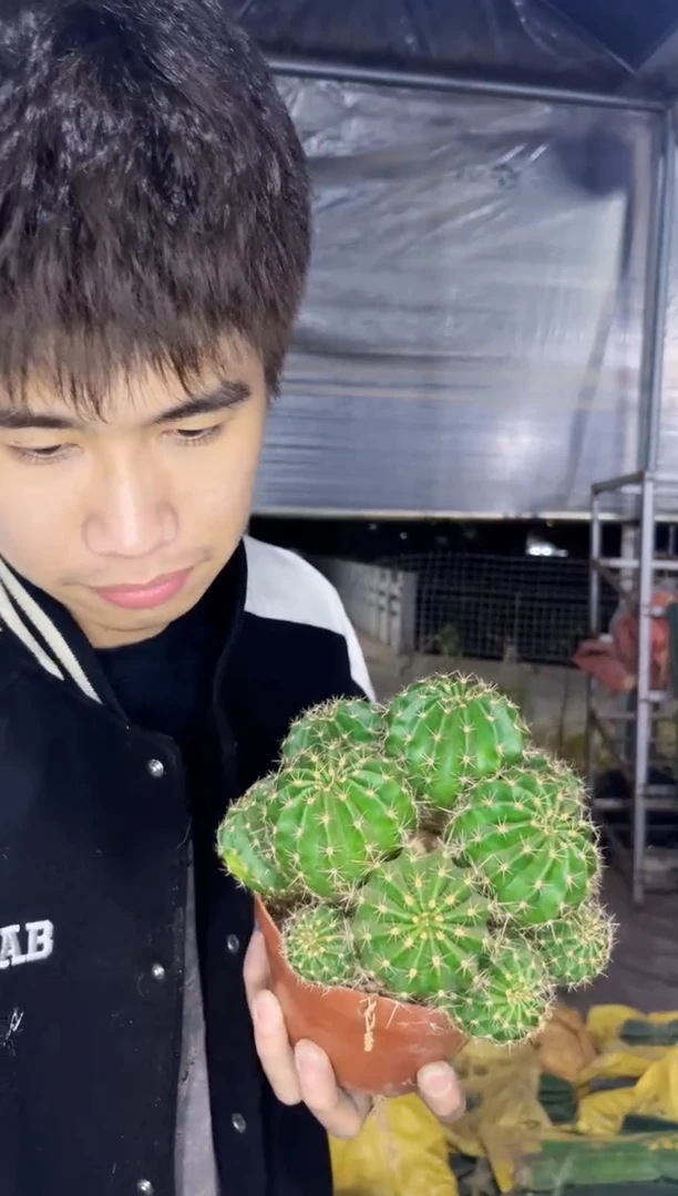 【闪购商品】大号 席克氏彩草群生 12-15cm