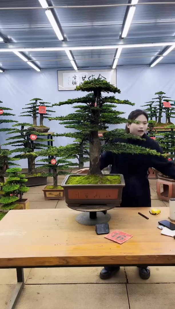 【闪购商品】高端盆景一物一拍，所见即所得