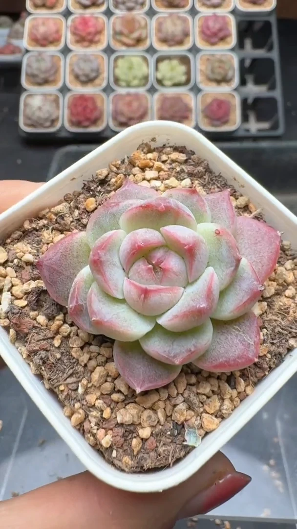 【闪购商品】786号珍妮多肉一物一拍3单包邮