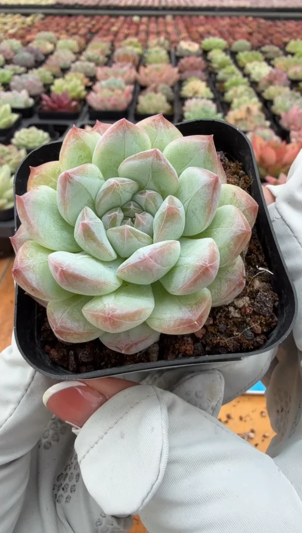 东云多肉园二店-57