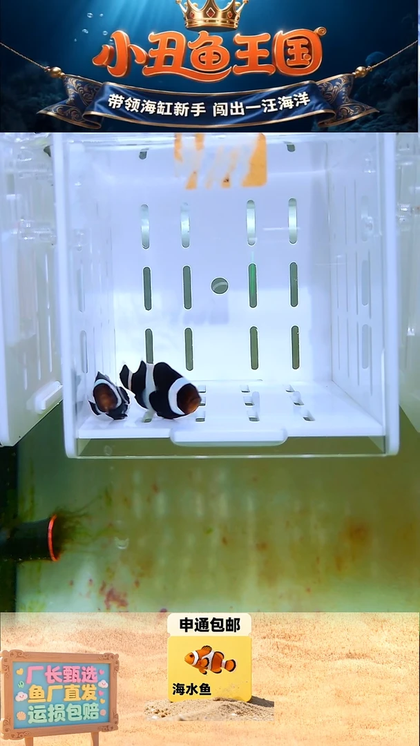 海水鱼一对奥黑4+