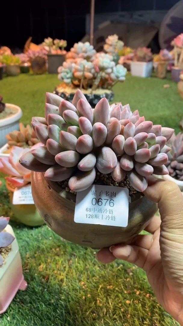 0676《满28包邮发货》