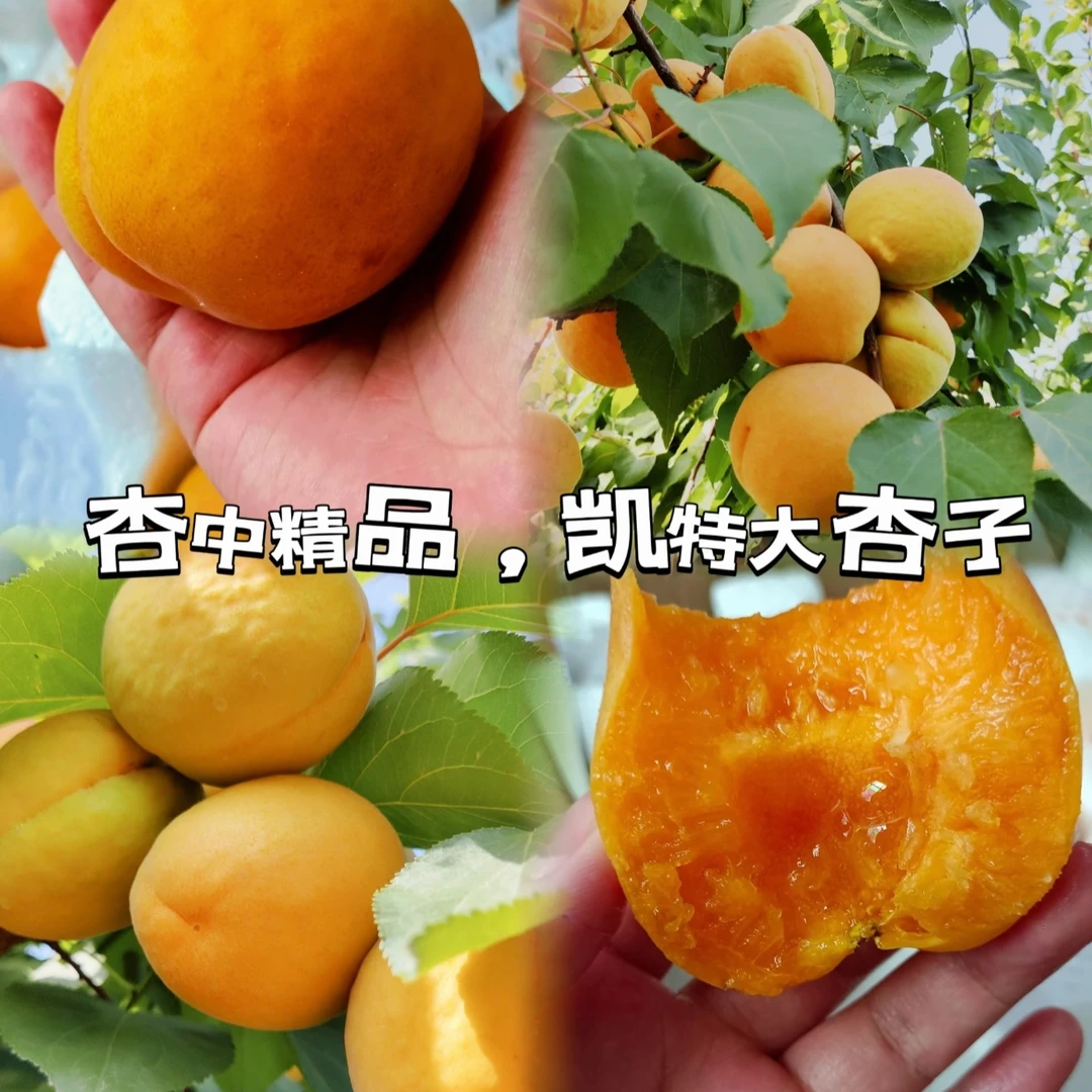 密云本地凯特大杏/京东小时达专线包邮北京市